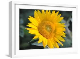 Sunflower Blossom-null-Framed Photo