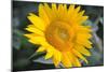 Sunflower Blossom-null-Mounted Photo