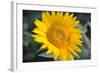 Sunflower Blossom-null-Framed Photo