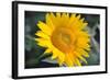 Sunflower Blossom-null-Framed Photo