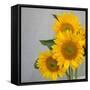 Sunflower Bouquet-Nicole Katano-Framed Stretched Canvas