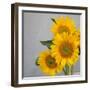 Sunflower Bouquet-Nicole Katano-Framed Photo