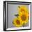 Sunflower Bouquet-Nicole Katano-Framed Photo