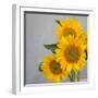 Sunflower Bouquet-Nicole Katano-Framed Photo