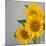 Sunflower Bouquet-Nicole Katano-Mounted Photo