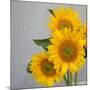 Sunflower Bouquet-Nicole Katano-Mounted Photo