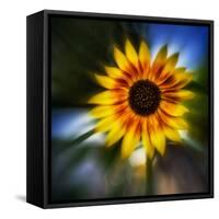 Sunflower by the Road-Ursula Abresch-Framed Stretched Canvas