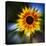 Sunflower by the Road-Ursula Abresch-Stretched Canvas