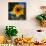 Sunflower by the Road-Ursula Abresch-Photographic Print displayed on a wall