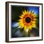 Sunflower by the Road-Ursula Abresch-Framed Photographic Print