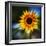 Sunflower by the Road-Ursula Abresch-Framed Photographic Print