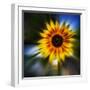 Sunflower by the Road-Ursula Abresch-Framed Photographic Print