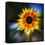 Sunflower by the Road-Ursula Abresch-Framed Stretched Canvas