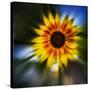Sunflower by the Road-Ursula Abresch-Stretched Canvas