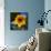 Sunflower by the Road-Ursula Abresch-Photographic Print displayed on a wall