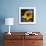 Sunflower by the Road-Ursula Abresch-Framed Photographic Print displayed on a wall