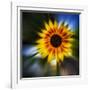 Sunflower by the Road-Ursula Abresch-Framed Photographic Print