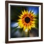 Sunflower by the Road-Ursula Abresch-Framed Photographic Print