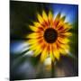 Sunflower by the Road-Ursula Abresch-Mounted Photographic Print