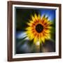 Sunflower by the Road-Ursula Abresch-Framed Photographic Print