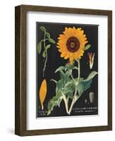 Sunflower Chart-Sue Schlabach-Framed Art Print