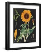 Sunflower Chart-Sue Schlabach-Framed Art Print