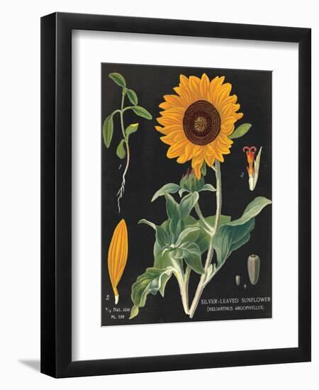 Sunflower Chart-Sue Schlabach-Framed Art Print