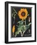 Sunflower Chart-Sue Schlabach-Framed Art Print