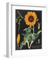 Sunflower Chart-Sue Schlabach-Framed Art Print