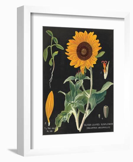 Sunflower Chart-Sue Schlabach-Framed Art Print