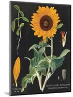 Sunflower Chart-Sue Schlabach-Mounted Art Print