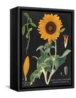 Sunflower Chart-Sue Schlabach-Framed Stretched Canvas