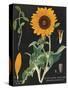 Sunflower Chart-Sue Schlabach-Stretched Canvas