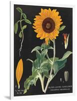 Sunflower Chart-Sue Schlabach-Framed Art Print