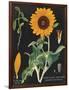 Sunflower Chart-Sue Schlabach-Framed Art Print