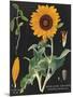 Sunflower Chart-Sue Schlabach-Mounted Art Print