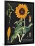 Sunflower Chart-Sue Schlabach-Framed Art Print