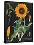 Sunflower Chart-Sue Schlabach-Framed Stretched Canvas