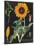 Sunflower Chart-Sue Schlabach-Stretched Canvas