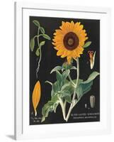 Sunflower Chart-Sue Schlabach-Framed Art Print