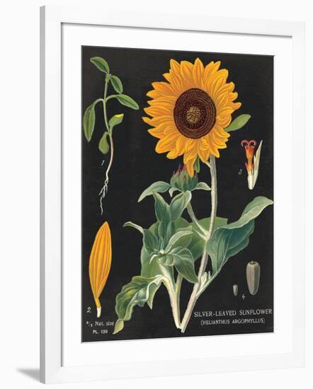 Sunflower Chart-Sue Schlabach-Framed Art Print