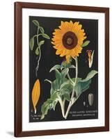 Sunflower Chart-Sue Schlabach-Framed Art Print