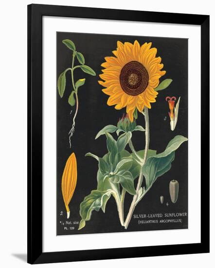 Sunflower Chart-Sue Schlabach-Framed Art Print