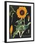 Sunflower Chart-Sue Schlabach-Framed Art Print