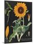 Sunflower Chart-Sue Schlabach-Mounted Art Print