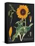 Sunflower Chart-Sue Schlabach-Framed Stretched Canvas