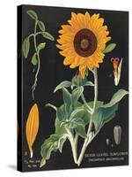 Sunflower Chart-Sue Schlabach-Stretched Canvas