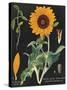 Sunflower Chart-Sue Schlabach-Stretched Canvas