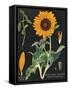 Sunflower Chart-Sue Schlabach-Framed Stretched Canvas