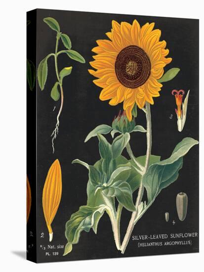 Sunflower Chart-Sue Schlabach-Stretched Canvas